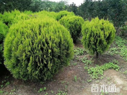 冠幅30厘米洒金柏球