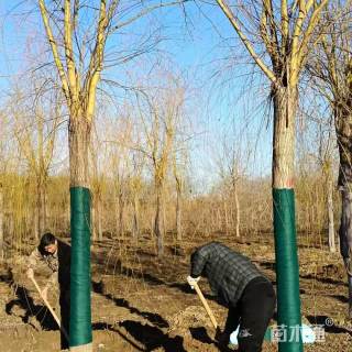 21公分金丝垂柳