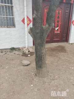 150公分国槐