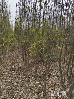 100公分北美海棠