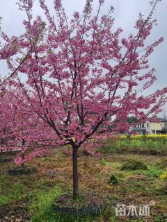 10公分红粉佳人樱