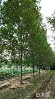 15公分白蜡
