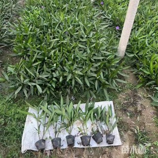 高度55厘米翠芦莉