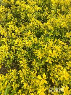 高度40厘米黄金枸骨