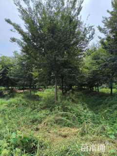 15公分紫叶李