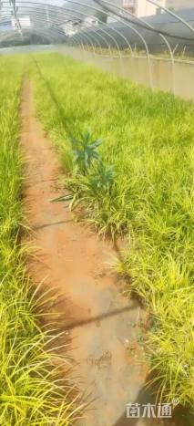 高度25厘米金叶石菖蒲