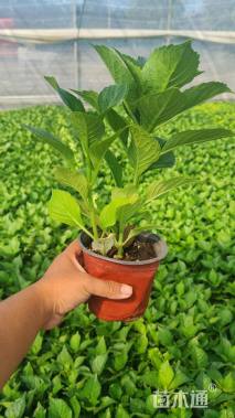 高度20厘米无尽夏绣球