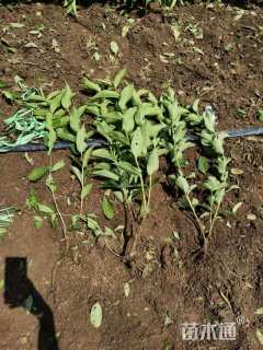 高度50厘米红王子锦带