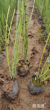 高度80厘米木贼