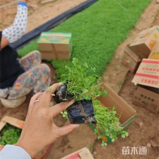 高度30厘米三叶草