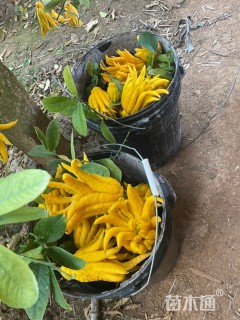 高度150厘米佛手