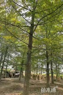 22公分银杏