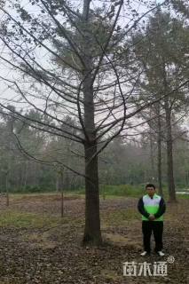 高度280厘米突尼斯软籽石榴