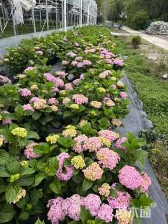 高度40厘米绣球