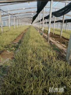 高度10厘米金叶苔草