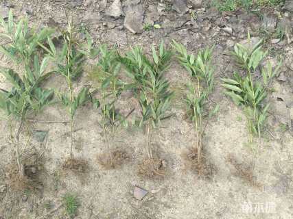 高度45厘米十大功劳