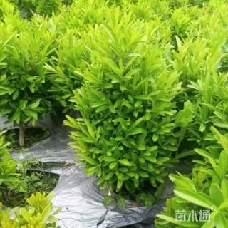 高度35厘米小叶黄杨