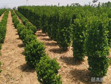 高度200厘米大叶黄杨柱