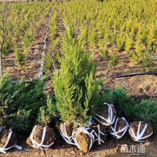 高度40厘米蜀桧