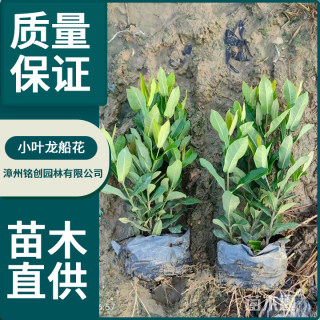 高度15厘米小叶龙船花