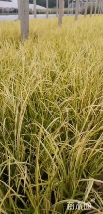 高度40厘米金叶苔草