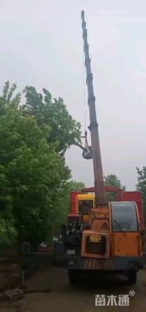 高度400厘米丛生红枫