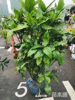 高度80厘米洒金珊瑚