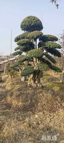 15公分造型椤木石楠