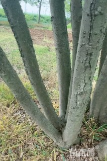10公分丛生朴树