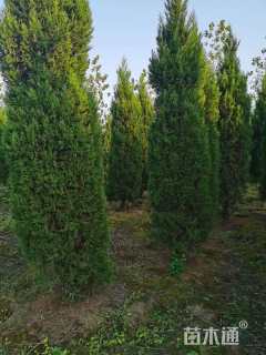 高度400厘米蜀桧