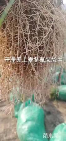 高度15厘米麦冬