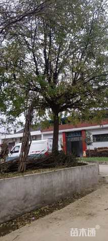 18公分皂荚