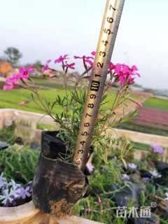 高度10厘米福禄考