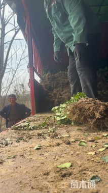 高度60厘米连翘