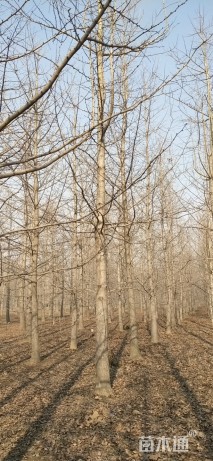 18公分银杏