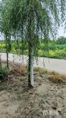 12公分金丝垂柳