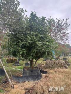 10公分莲雾
