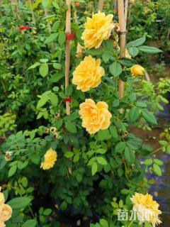 高度200厘米蔷薇