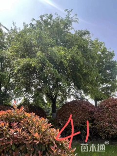 41公分朴树