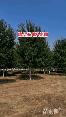 6公分五角枫