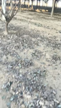 18公分大叶女贞