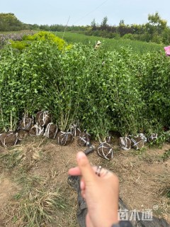 高度120厘米丛生木槿