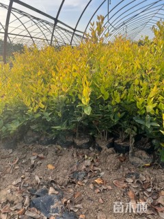 高度50厘米金森女贞