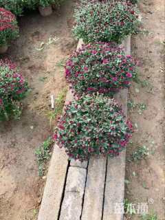 高度25厘米球菊