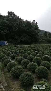 冠幅150厘米龟甲冬青球