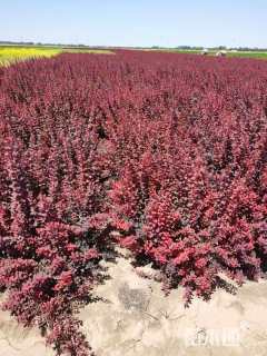 高度70厘米红叶小檗