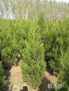高度200厘米蜀桧