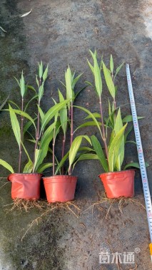 高度30厘米翠芦莉