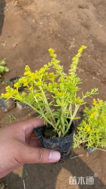 高度20厘米金叶佛甲草