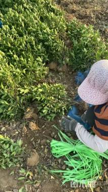 高度50厘米大叶黄杨